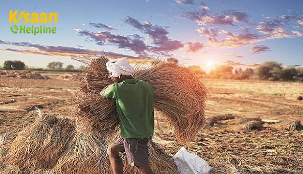 सरकार के खरीद अभियान से 2 मिलियन किसानों को कुल 50,000 करोड़ रुपये से अधिक की राशि मिलेगी